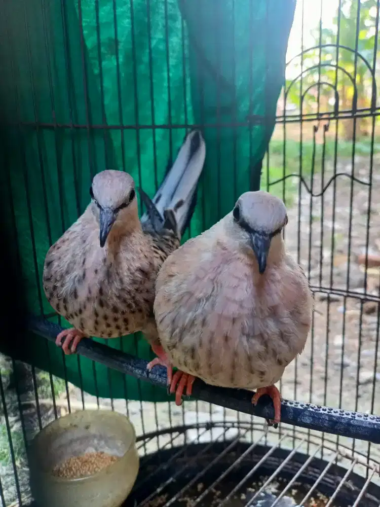 Leopard Brow Sepasang Posible Albino Mata Merah