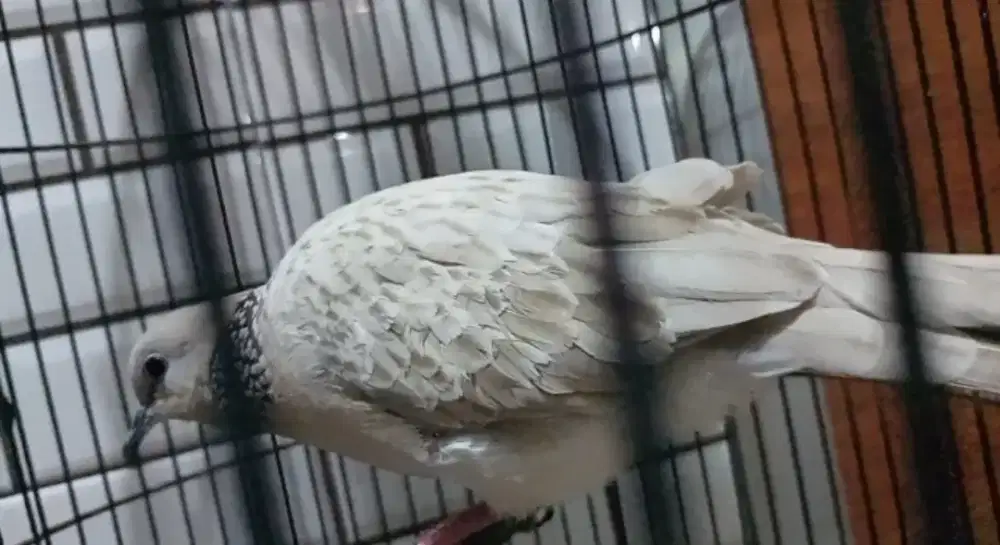 Silver Kalung Hitam Posible Albino Split Leopard Dewasa Siap Kawin