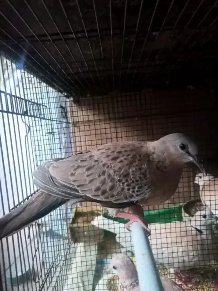 Posible Cremino MM Jantan Usia 2 bulan