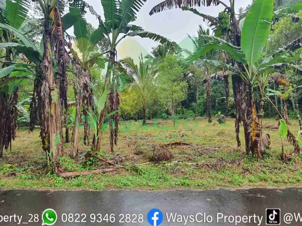 DIJUAL CEPAT TANAH PERKEBUNAN MENARIK DAERAH LEILEM, HARGA SANGAT MURAH