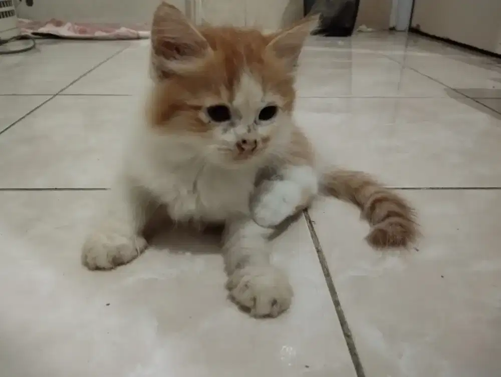 Lepas adopsi kucing dan 4 kitten