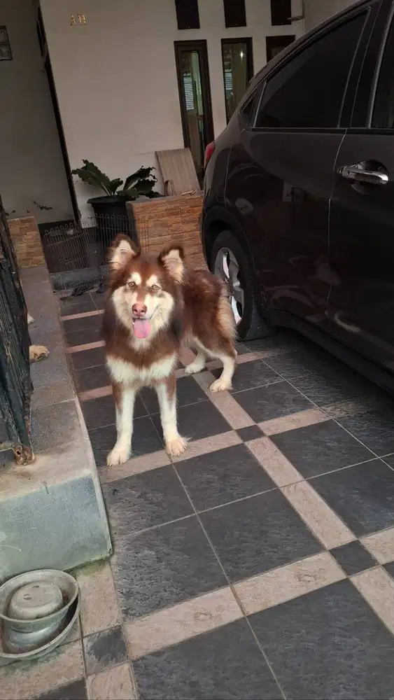 Alaskan malamute jantan