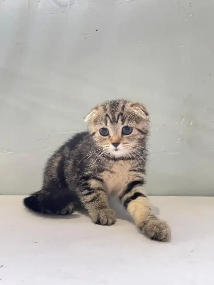 SCOTTISH TRIPLE FOLD NS BROWN TABBY BETINA