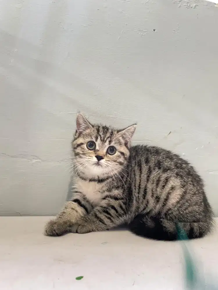 SCOTTISH STRAIGHT NS BROWN TABBY BETINA