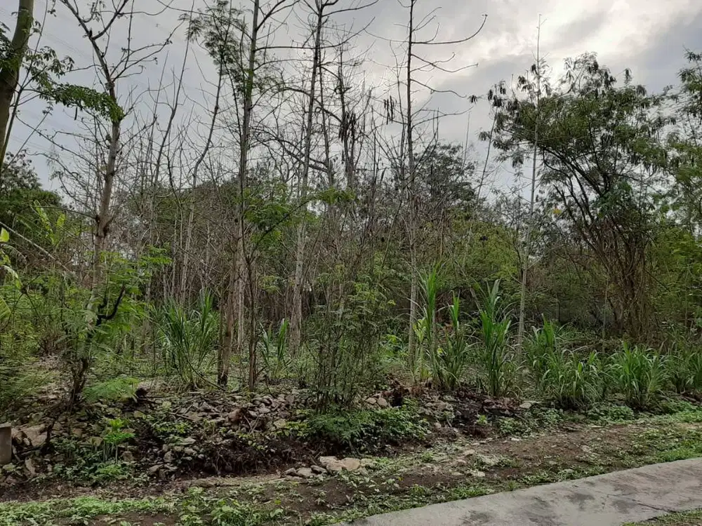 Tanah Pekarangan di Dekat Rencana Kampus UIN Bantul