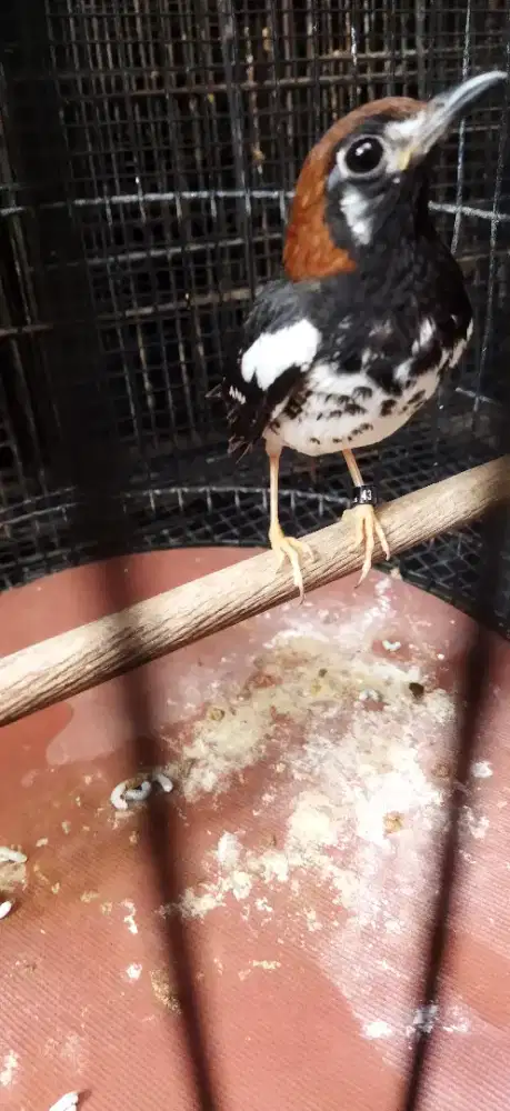 Betina produk 2x pintar rawat anak