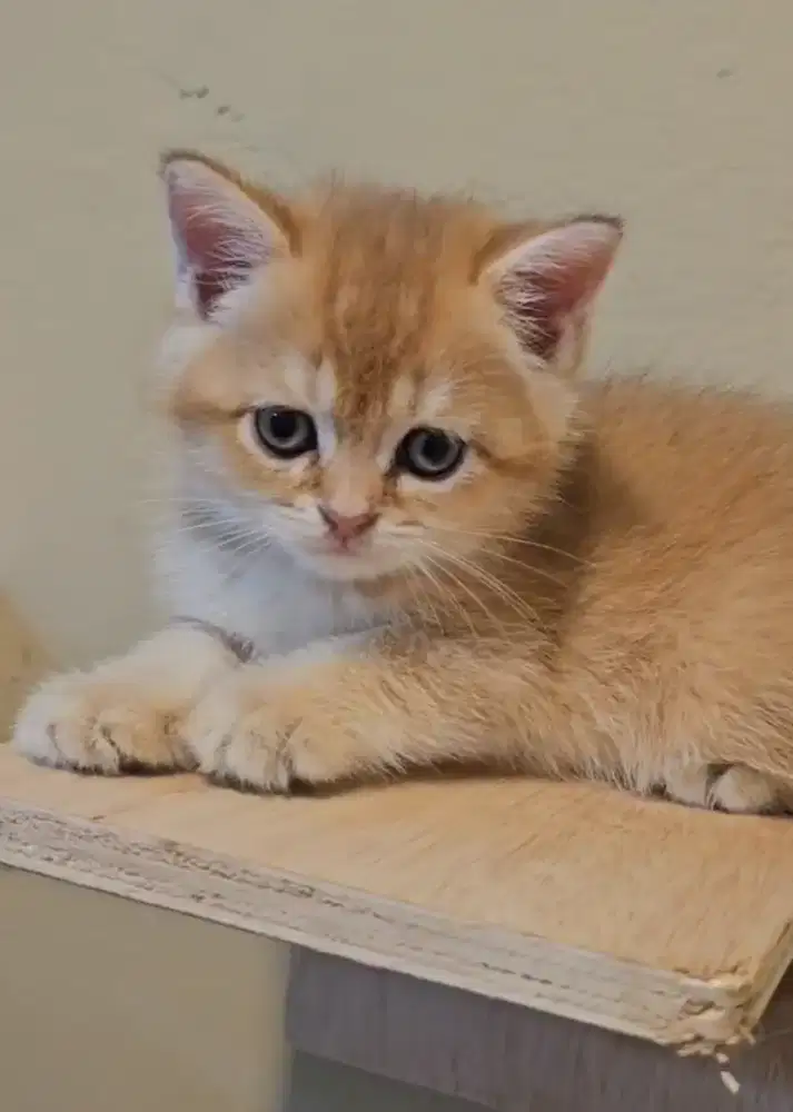 Kitten BSH Golden Line Ped Betina British Shorthair