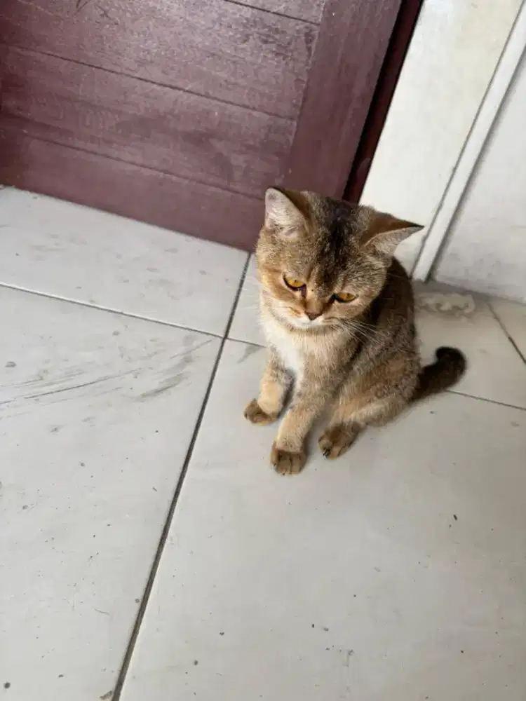 Kucing BSH (british short hair)