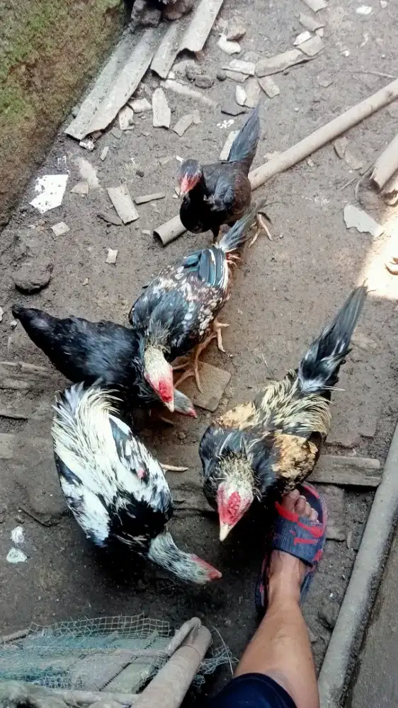 Jual ayam janggaran Bangkok klasik @450 nego
