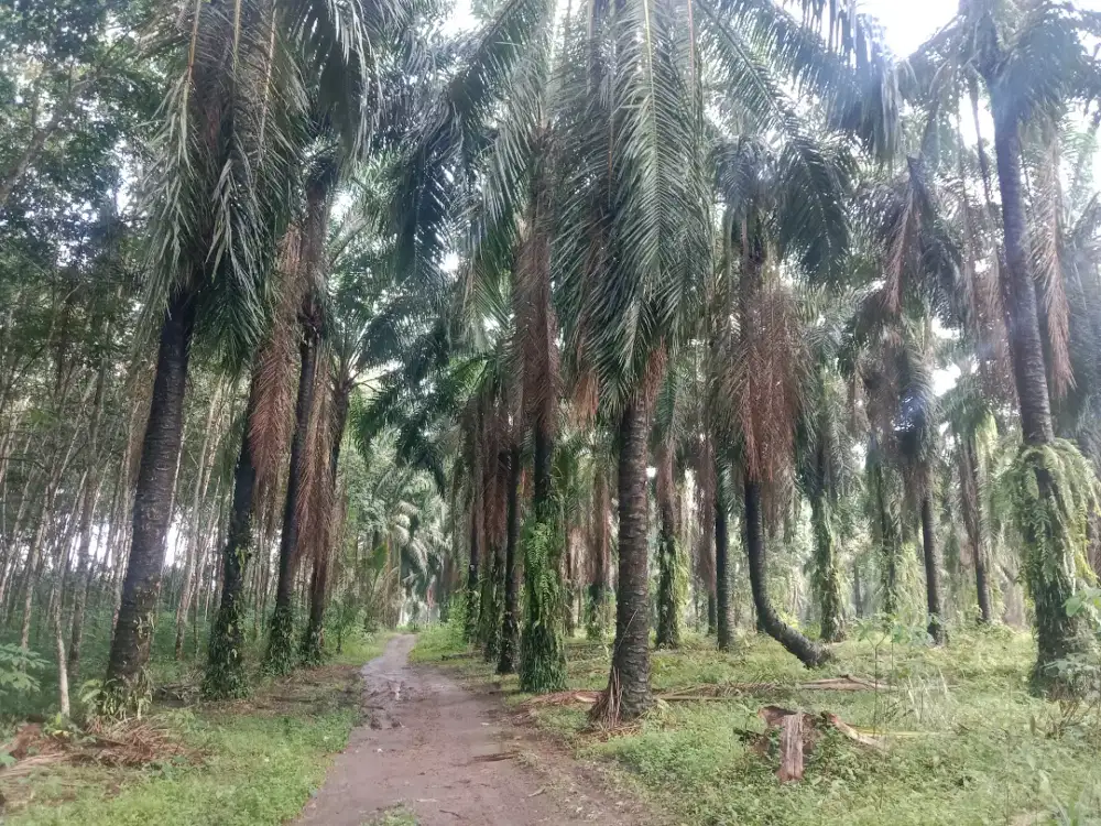 Dijual Tanah Kebun Sawit 1/2 Hektar
