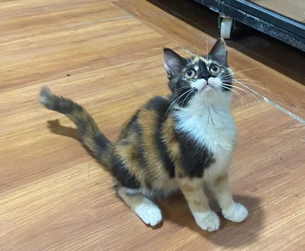 Kitten persia calico