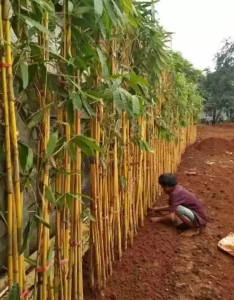 Bambu kuning siap tanam