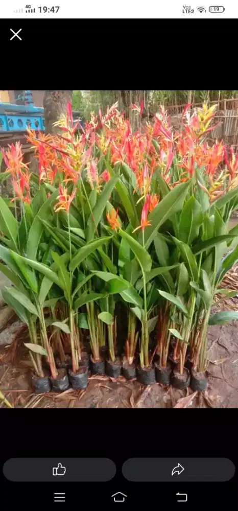 Pohon pisang pisangan