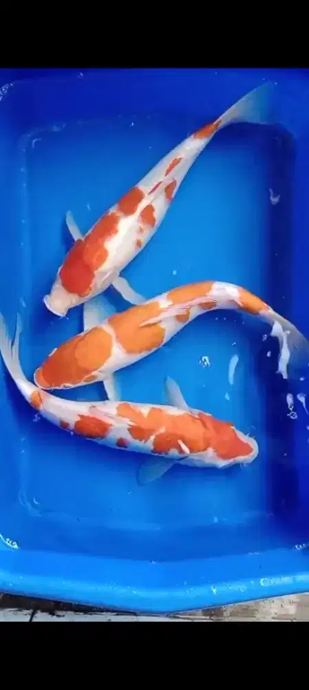 Ikan Koi kohaku