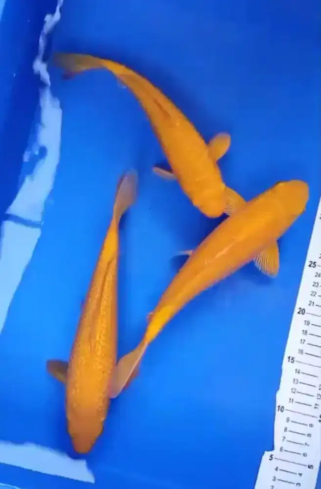 Ikan koi benigoi slayer