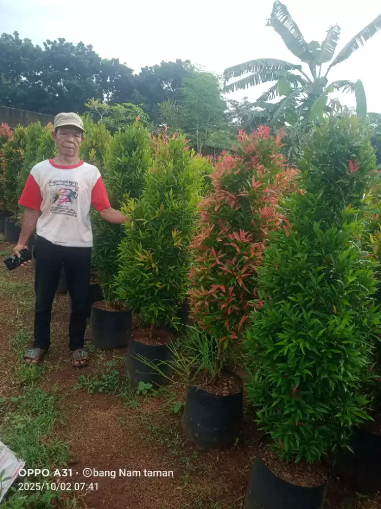 Pohon pucuk merah tinggi 1 mtr up