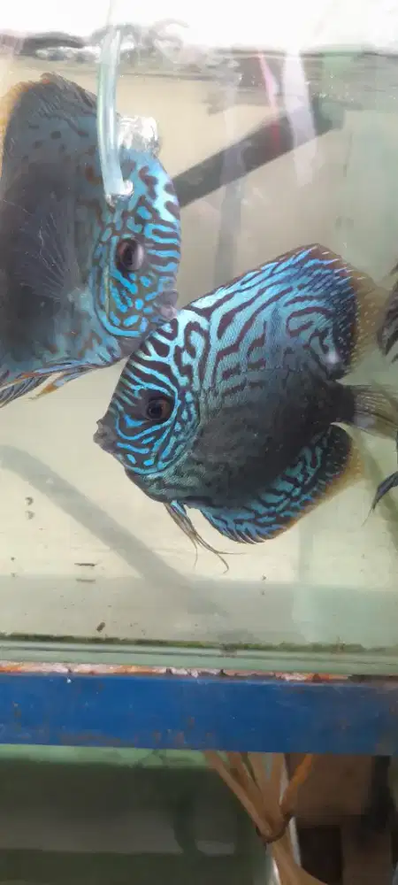 Ikan discus leopard blue