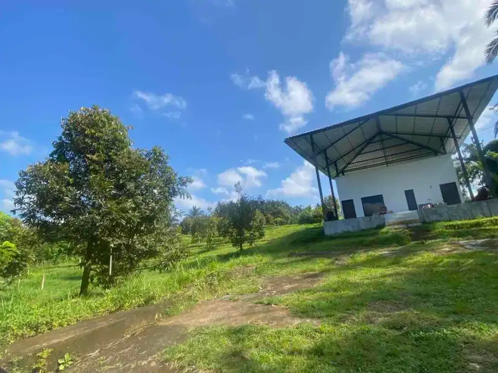 jual kebun durian Antosari Tabanan