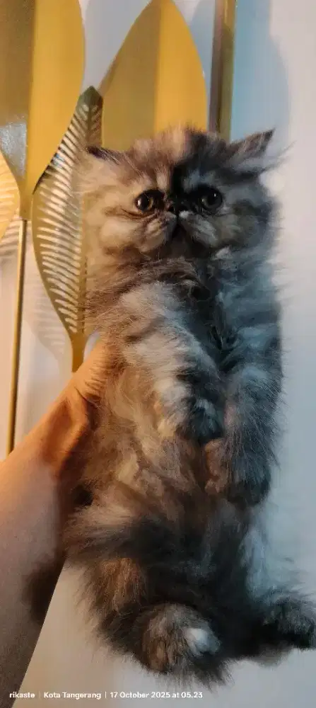 Kucing Pure Persia Longhair Peaknose Super Lucu