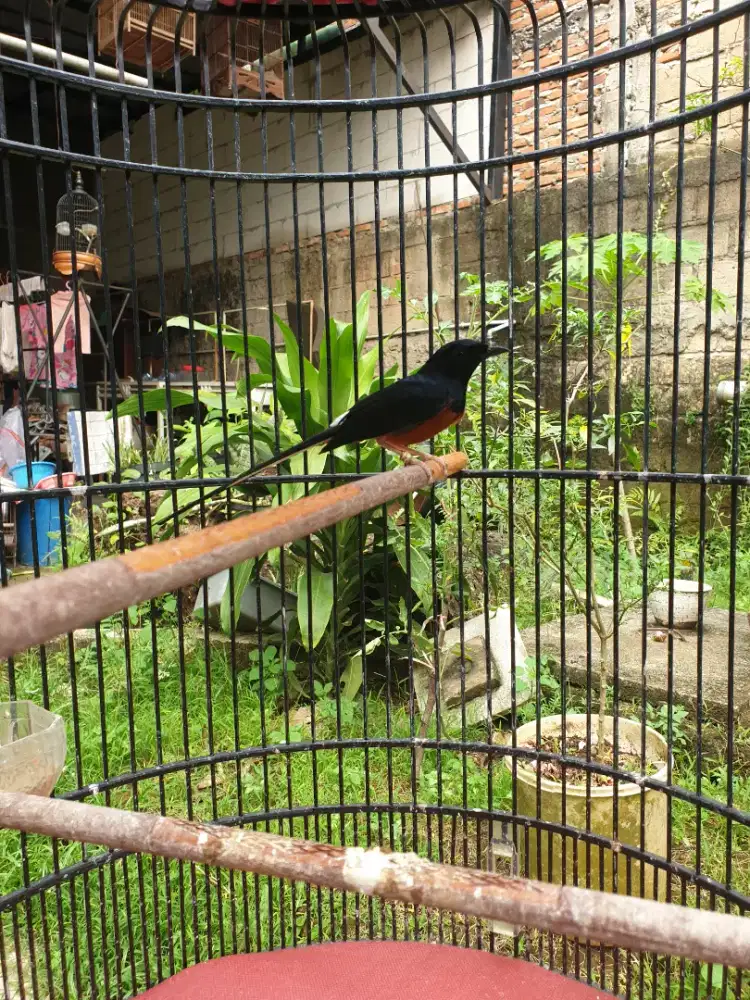 Burung Murai Batu Jantan Gacor