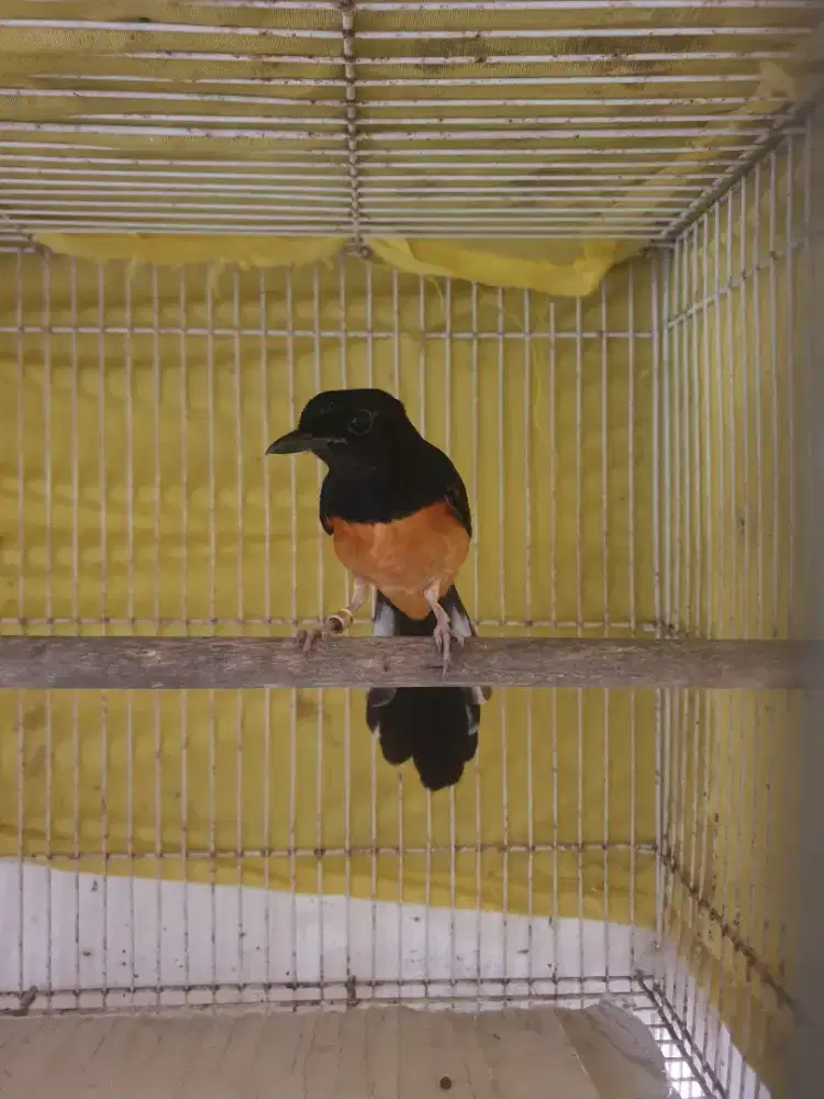 Betina Siap Produksi