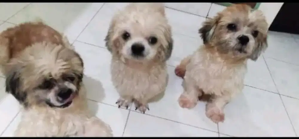 Open adopt SHIHTZU umur 3 bulan