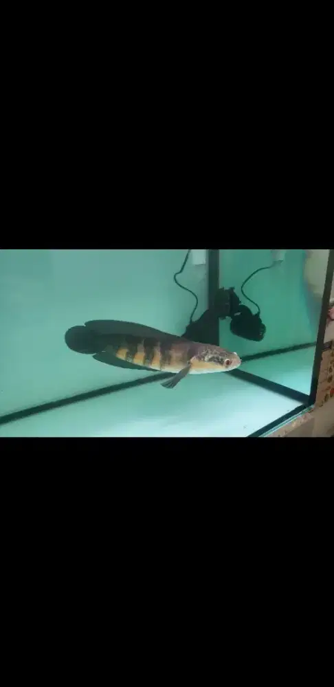 ikan chana red barito