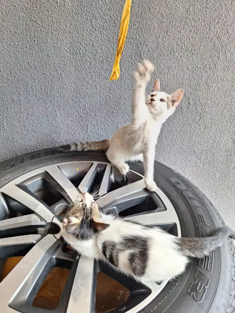 velg fortuner vrz original toyota jepang mulus banget ring 18