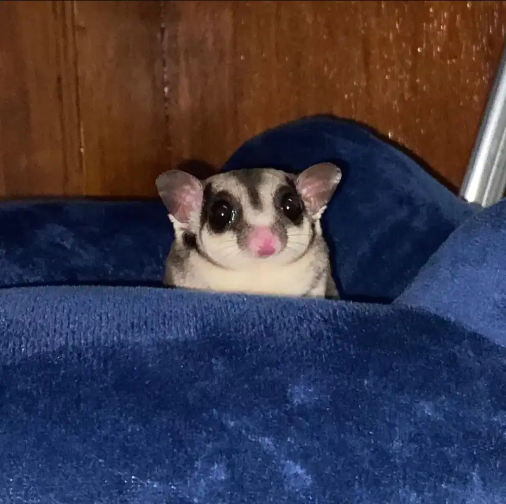 Sugar Glider Classic Grey