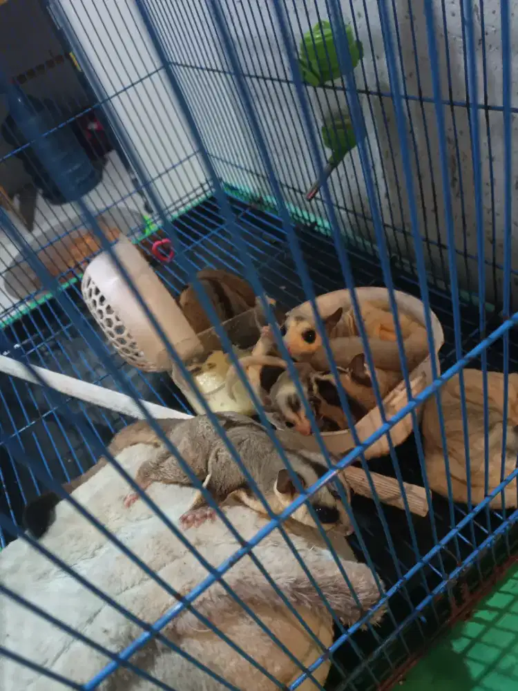 SUGAR Glider Lucu,, (Open Adopt)