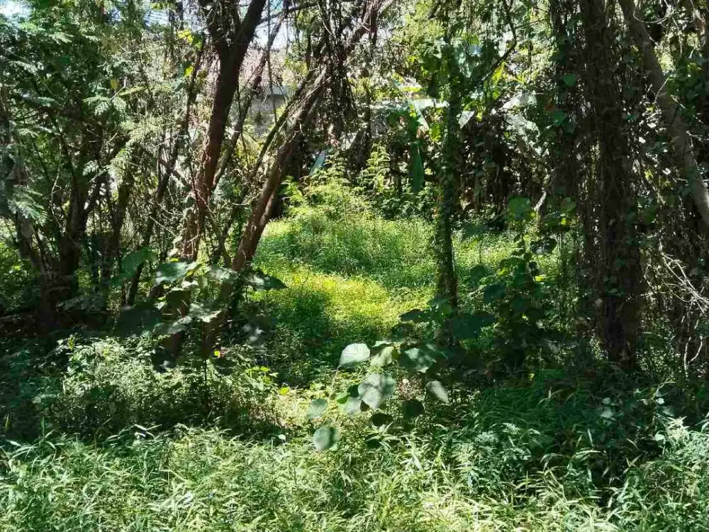 disewakan tanah area puspom gianyar cocok utk perkantoran dan usaha rumah sewa
