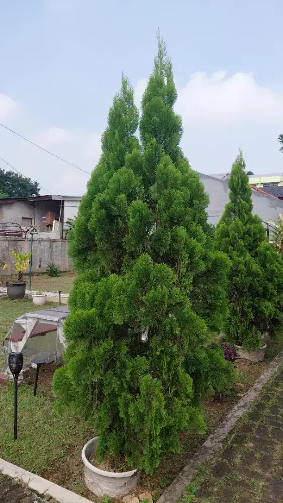 POHON CEMARA KIPAS BESAR HAMPIR 3 METER. BAGUSSS BUAT DI TAMAN