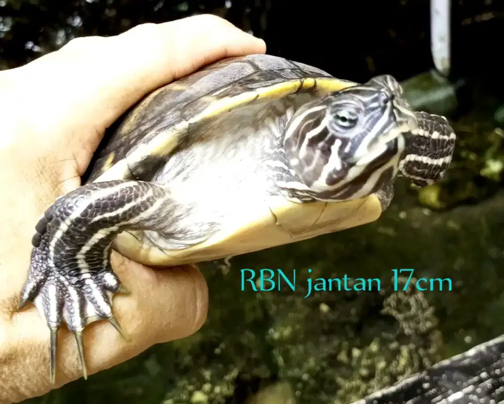 Kura RBN jantan 17cm