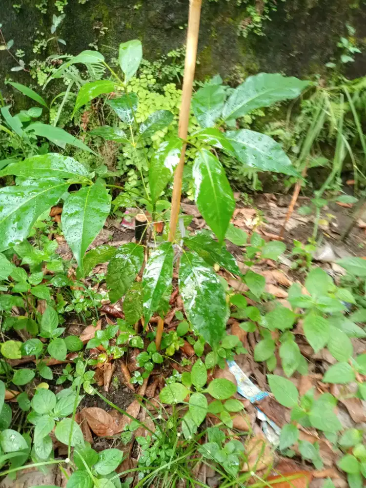 Pohon gaharu kalimantan tinggi 1meter