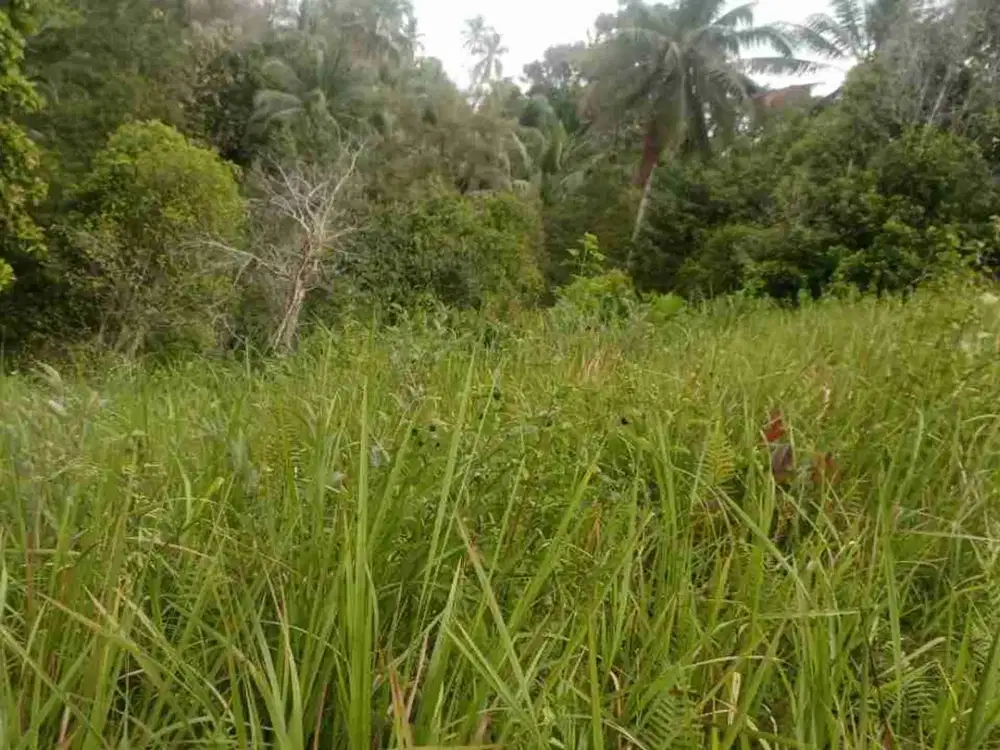 Dijual tanah Kebun di Jl Trans Sulawesi Papengkoran Minahasa Manado