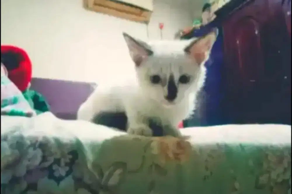 Kitten Persia Medium