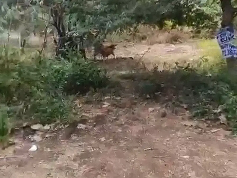 Tanah Kosong di Dekat Jalan Gunung Payung Kutuh