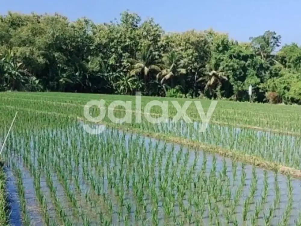 TANAH SAWAH DI BEREMBENG SELEMADEG TABANAN, BALI