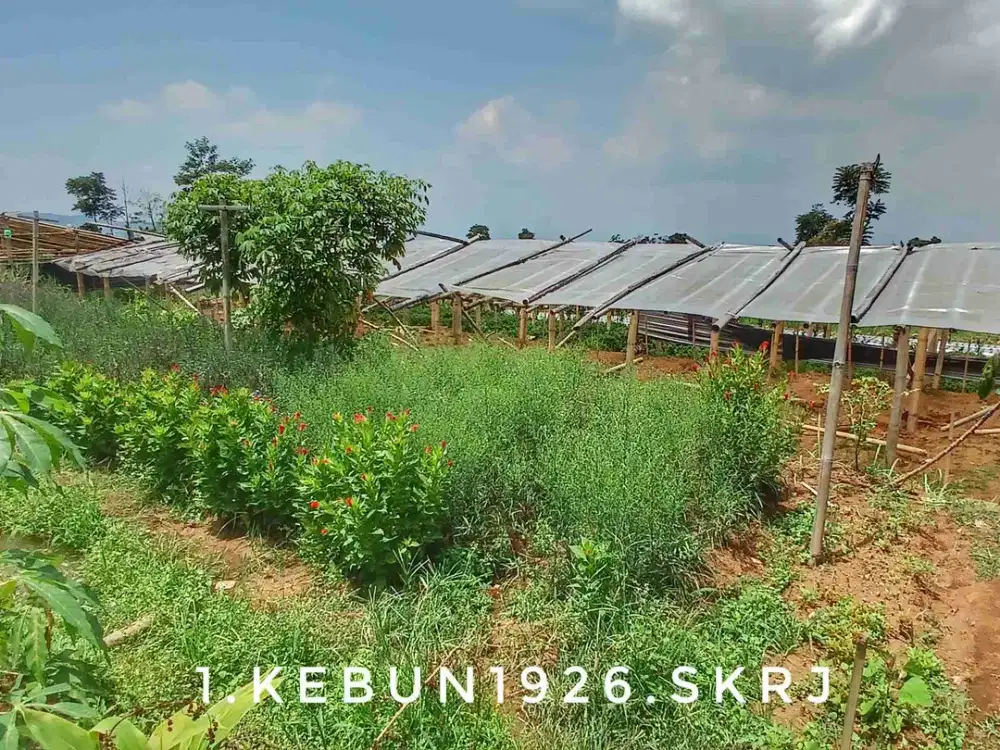 Dijual tanah kebun luas subur pinggir jalan view keren akses mudah.