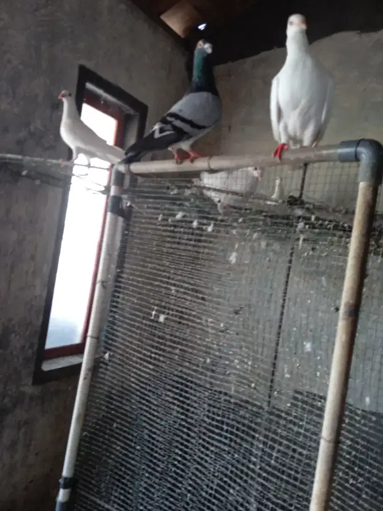 Burung merpati pos