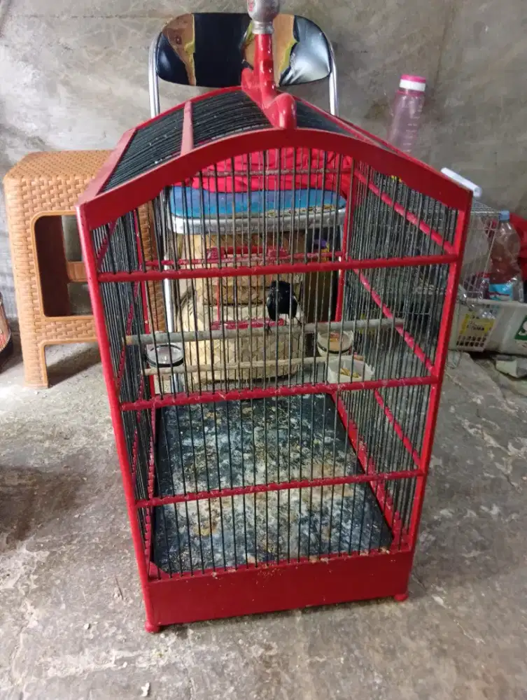 Kacer mini atau daicu belajar bunyi