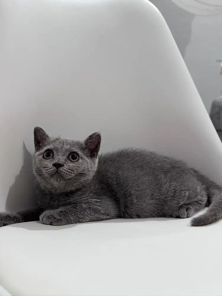 Lepas Adopt Kitten BSH Blue Solid Aktif