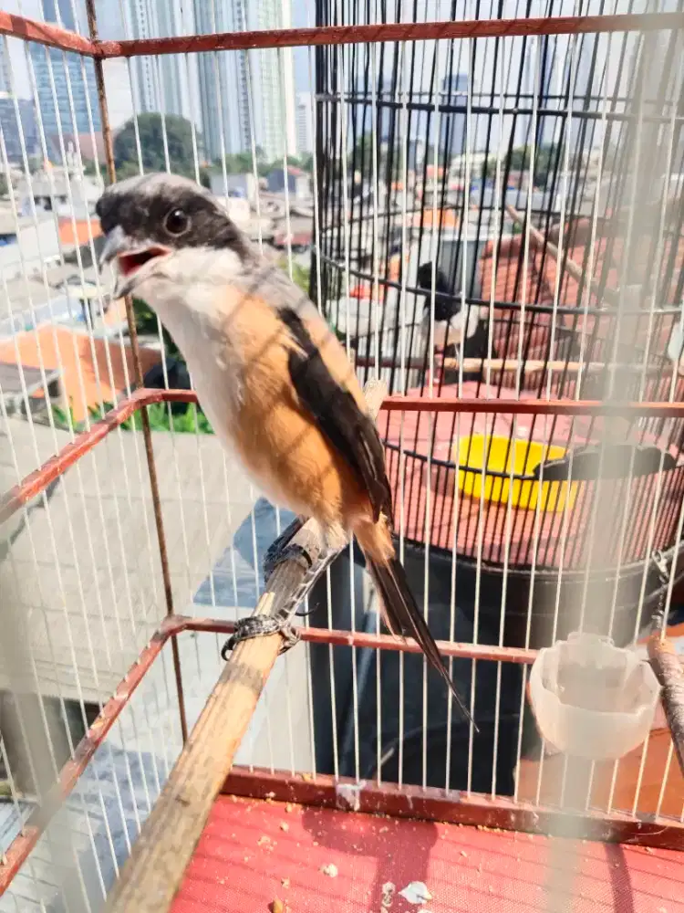 Jual pentet mulus miara dari kecil jinak udh mulai rame