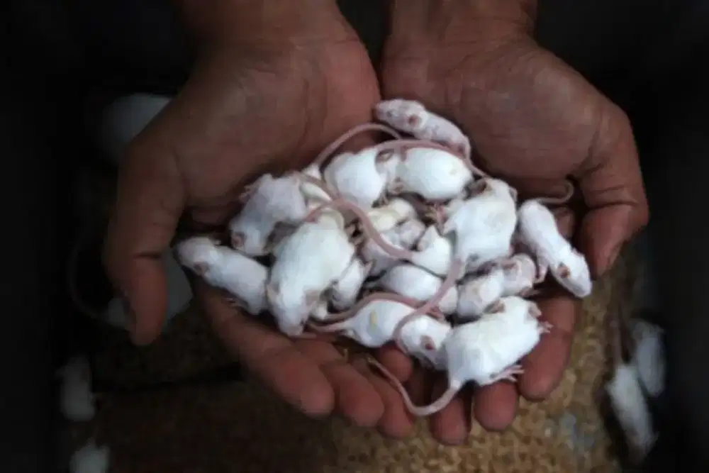 tikus mencit buat pakan
