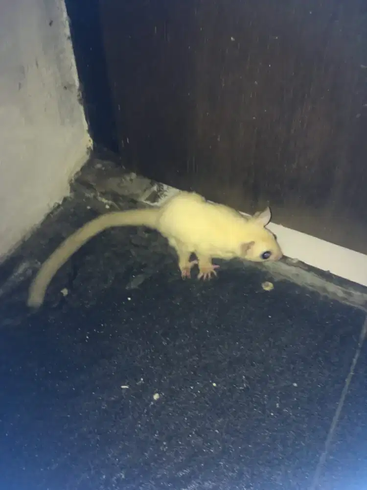 Dijual het leustic umur 1 tahun jinak total