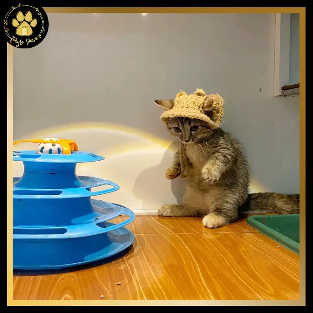 MUNCHKIN BSH / BRITSIH SHORTHAIR BETINA