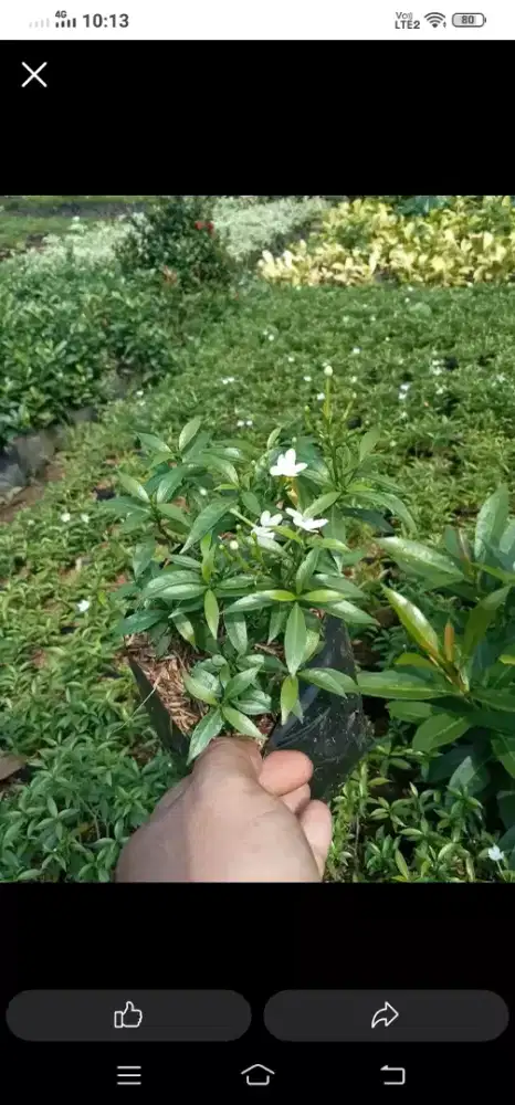 Ready berbagai macam pohon siap kirim