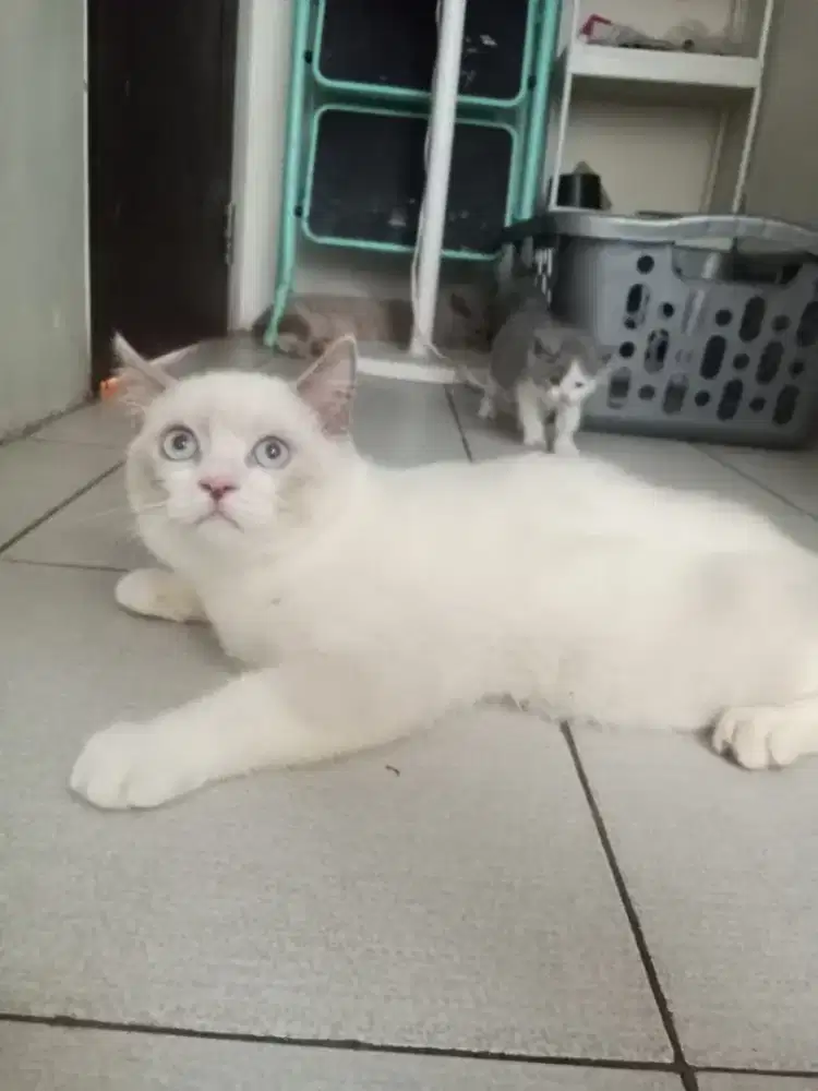 Persian Himalayan mix BSH Betina