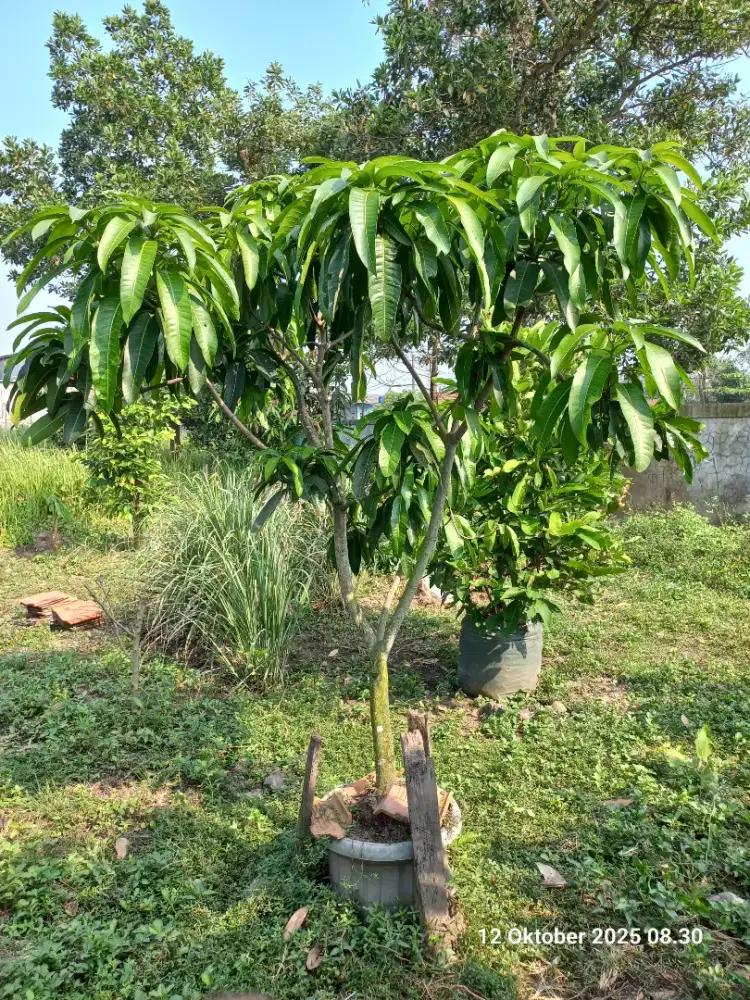 BIBIT MANGGA KIOJAY SUPER | Tinggi 2 Meter Up Barang Besar