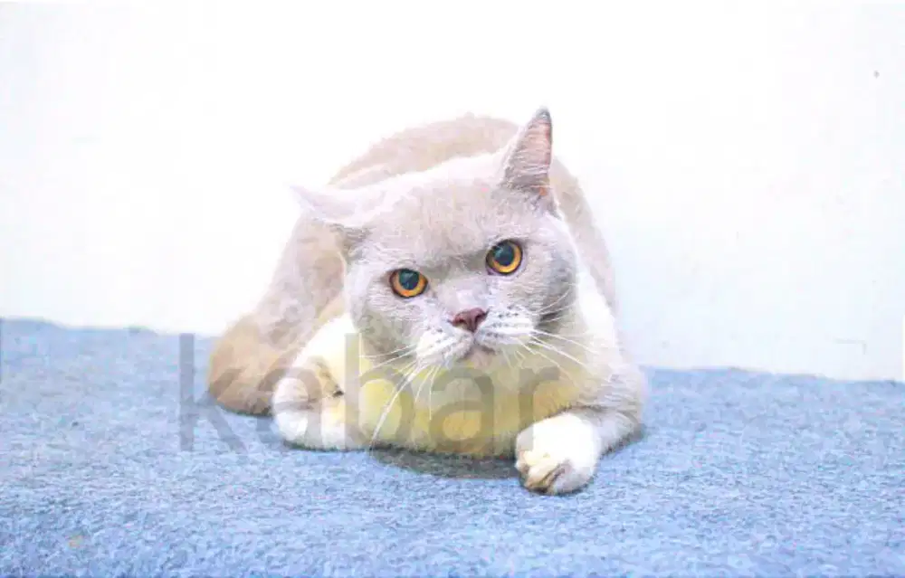 Kucing british shorthair BSH